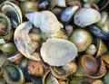 Shell-Pool.jpg