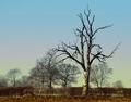 The-Dead-Tree.jpg