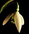 snowdrop.jpg