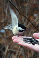 A bird in the hand