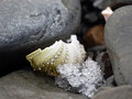 Sea Urchin