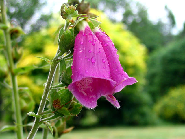 Some kinda flower