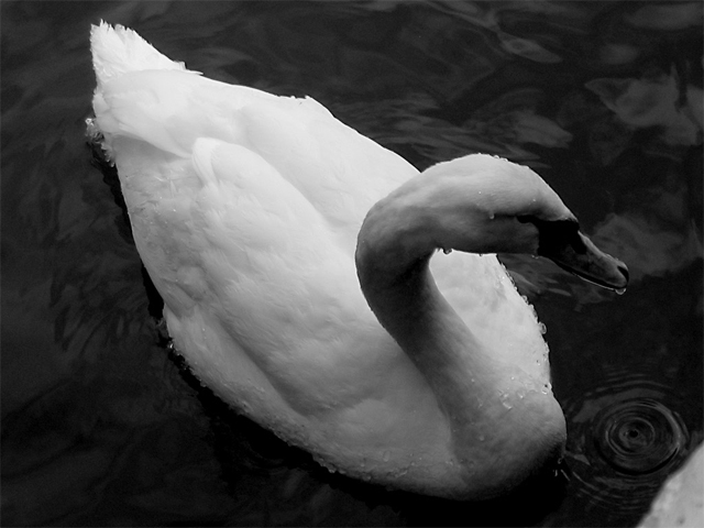 Swan 1