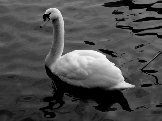 Swan 2