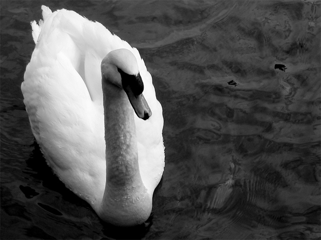 Swan 3