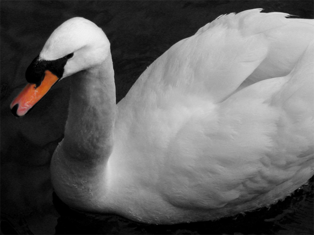 Swan 4