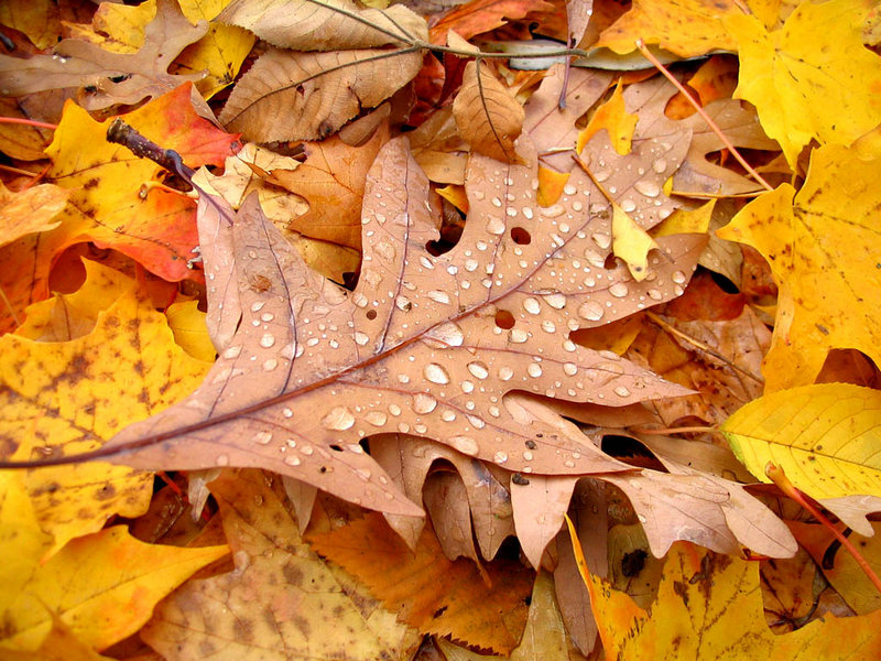 Fall