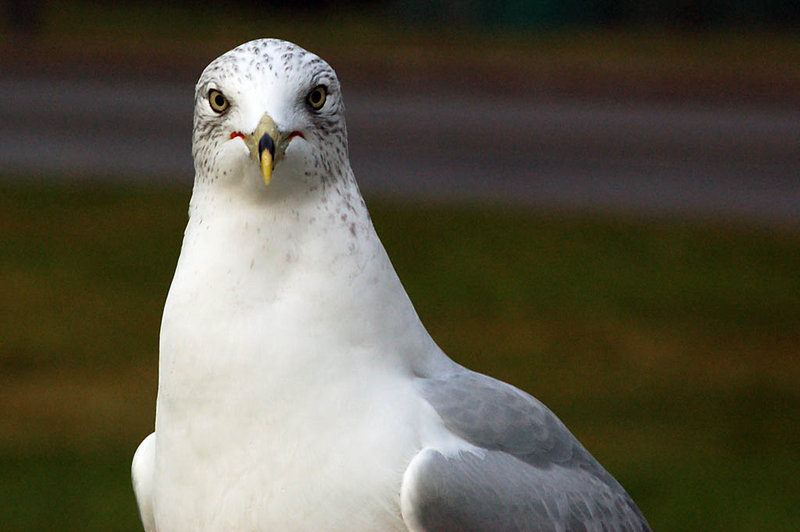 Gull