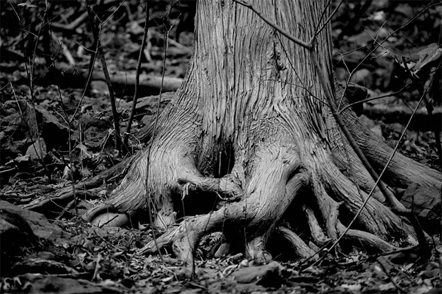 Roots