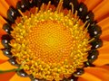 Bright Orange Flower