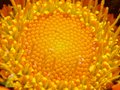 Bee's Eye View