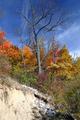 Trees 17