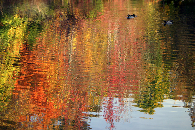 Ducks in Water