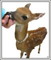 Hungry Fawn