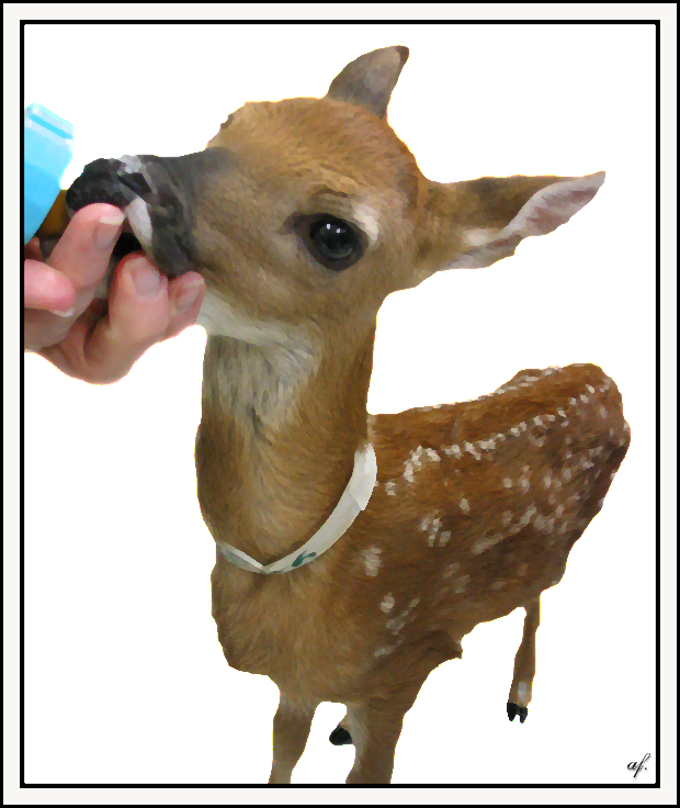 Hungry Fawn