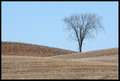 The Lonely Tree