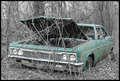 An Impala in the Woods