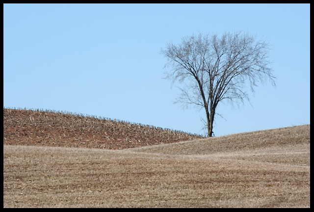 The Lonely Tree