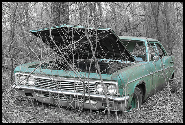 An Impala in the Woods