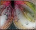 onion tears