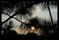 tree2.jpg