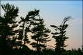 trees1.jpg