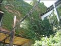 overgrown