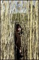 straw maze