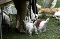 scot dogs!