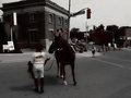 street horse