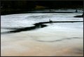 pond life