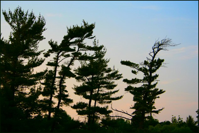 trees1.jpg
