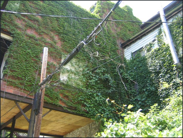 overgrown
