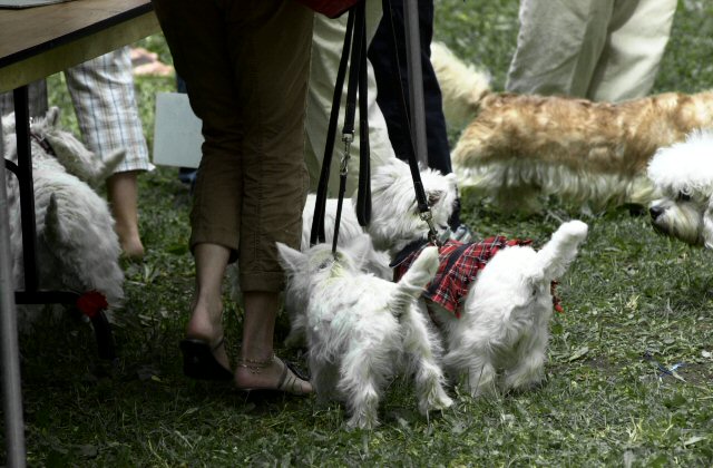 scot dogs!