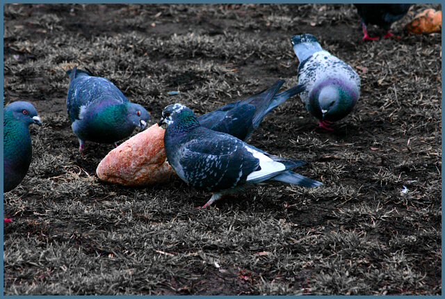 for the birds