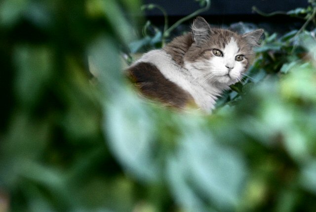 stalking his prey