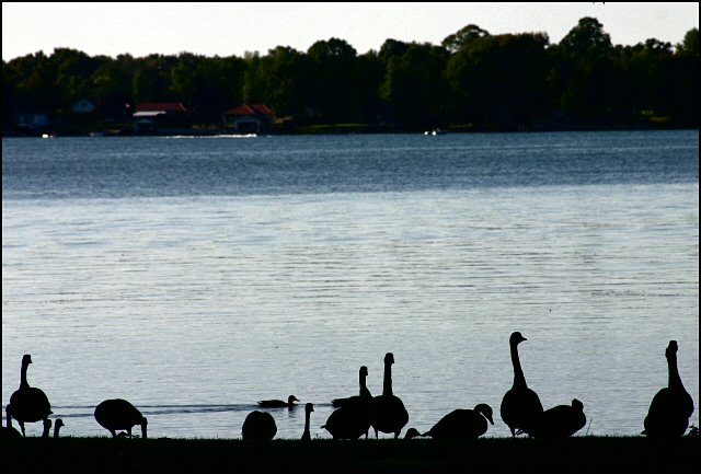 cottage country