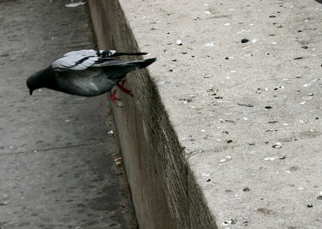 suicide bird