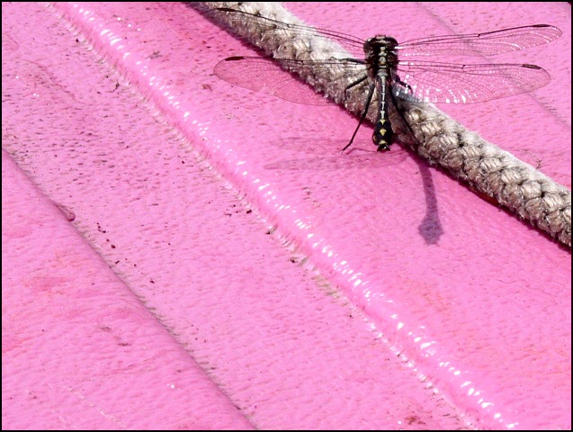 dragon on pink lake
