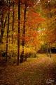 Horse Trail