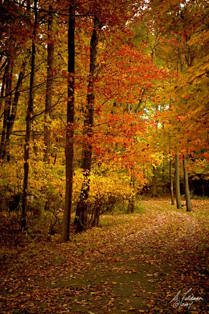 Horse Trail
