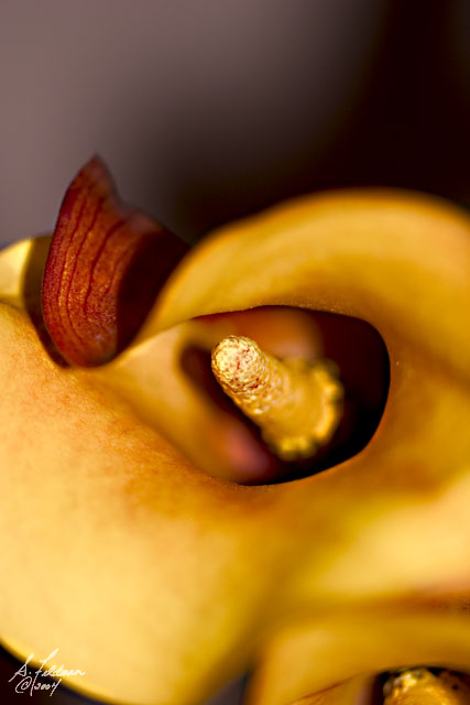 Calla Lilly.jpg