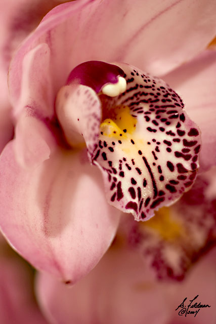 Tiger Lilly.jpg