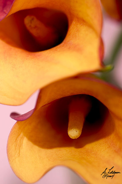 Calla Lilly 3.jpg