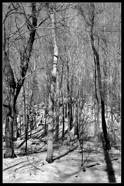 Ansel Adams Outtake (Chiaroscuro)