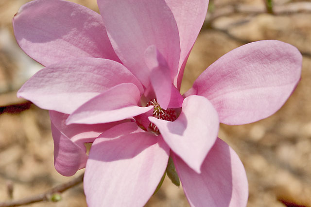Petals.jpg