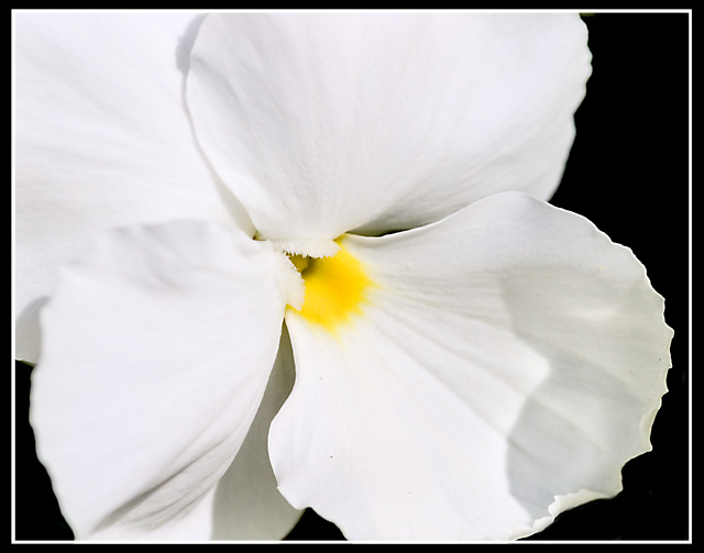 Purity