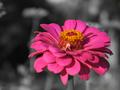 Zinnia Garden