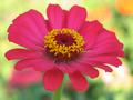 Zinnia Color