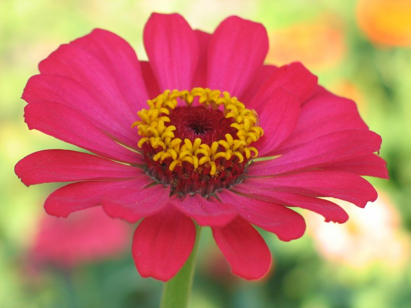 Zinnia Color